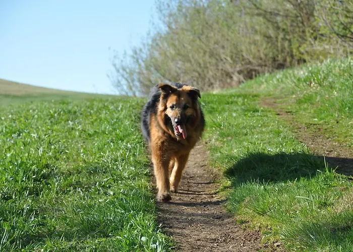 Rhoen-hotel Sonnenhof - 酒店 波彭豪森